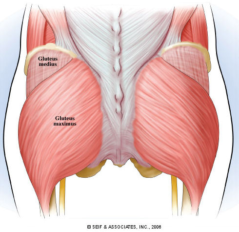 Weak Glutes? Read This to Learn Why (It's Not What You Think!) - Empower  Physio & Wellness